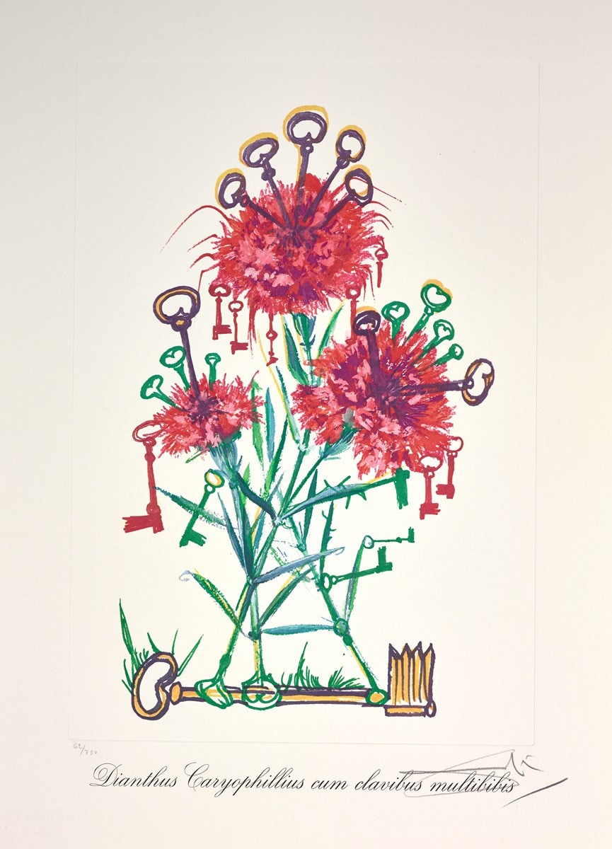 Dianthus carophillius cum clavinibus multibibis ,1972