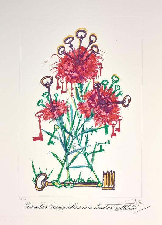Dianthus carophillius cum clavinibus multibibis ,1972