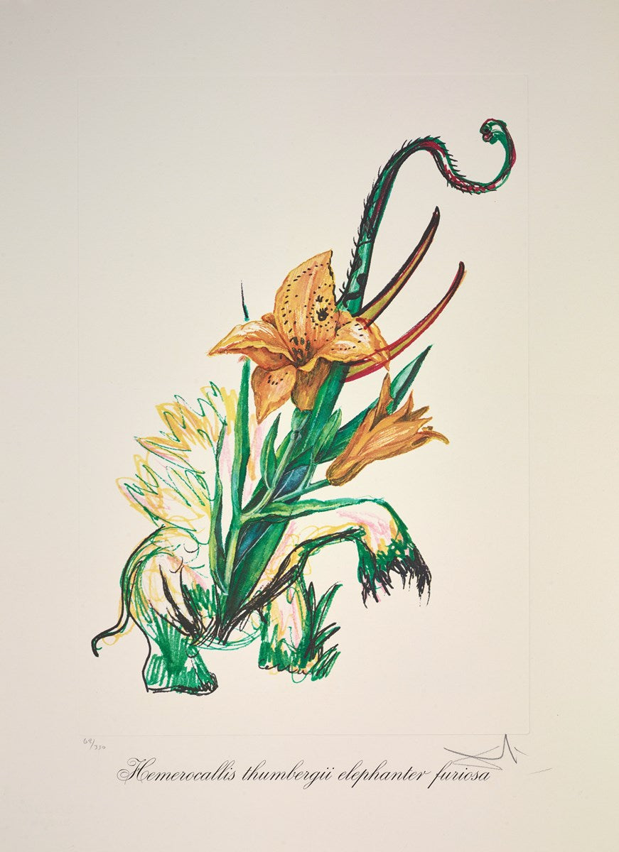 Hemerocallis thumbergii elephanter furiosa ,1972