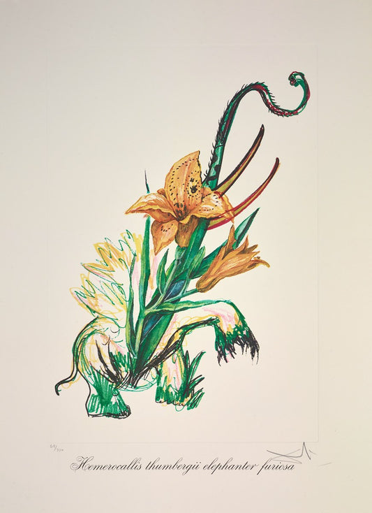 Hemerocallis thumbergii elephanter furiosa ,1972