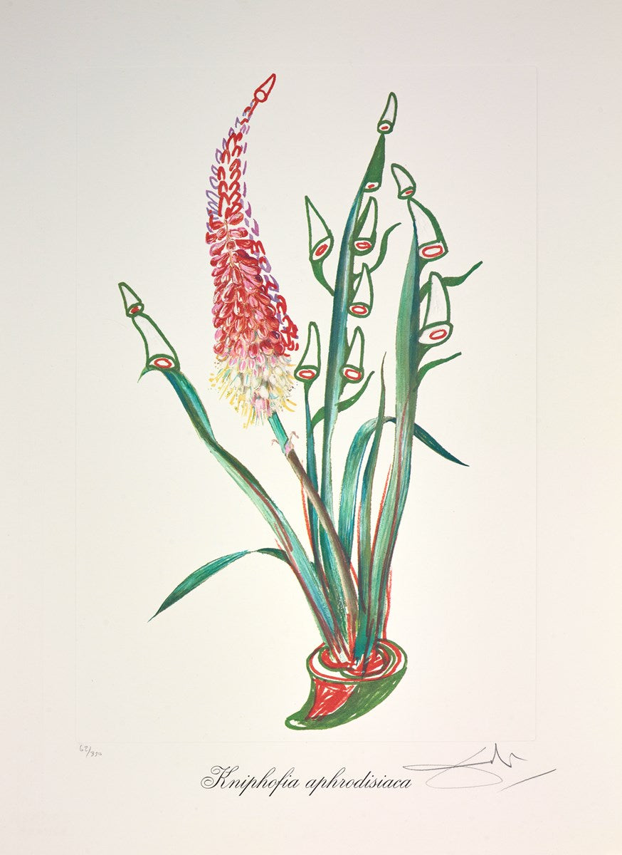 Kniphofia aphrodisiac ,1972