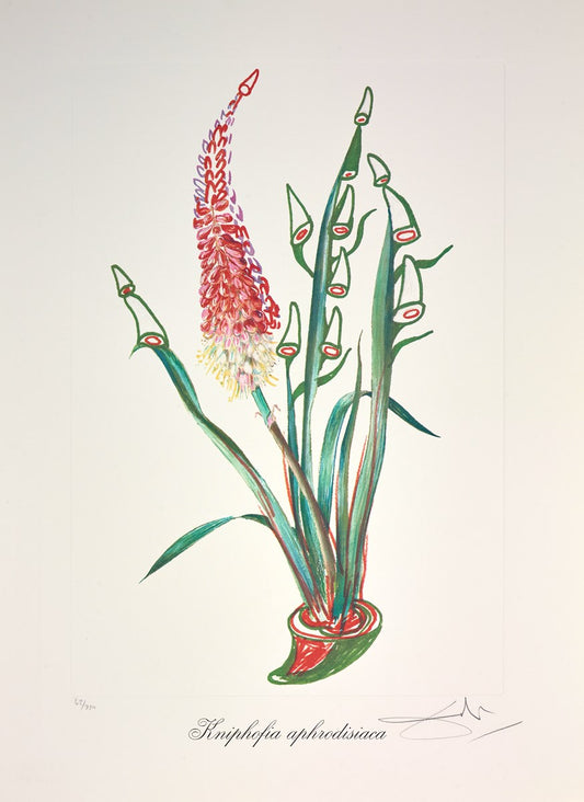 Kniphofia aphrodisiac ,1972