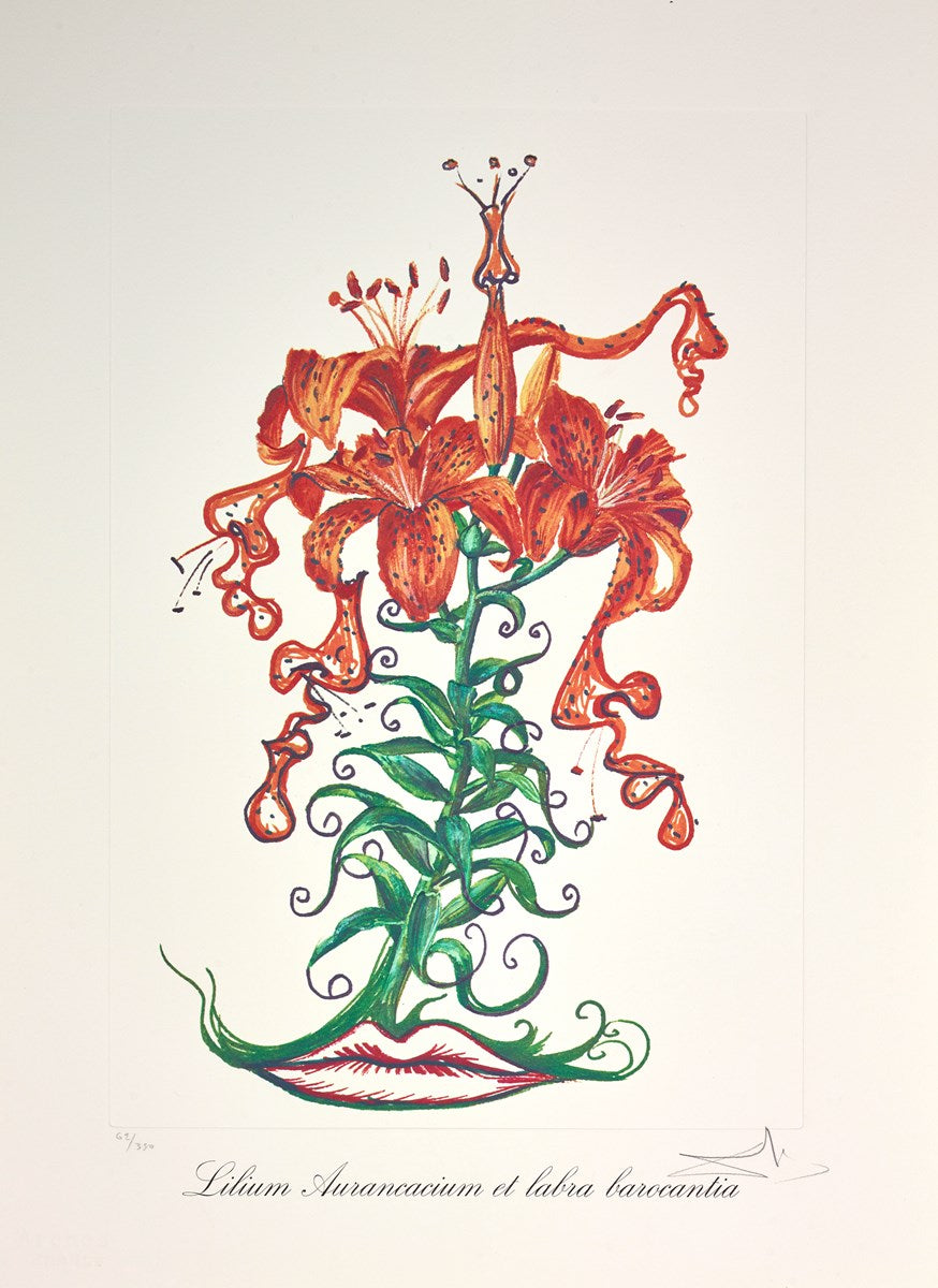 Lilium aurancacium et labra barocantia ,1972