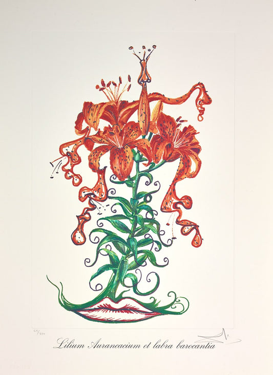 Lilium aurancacium et labra barocantia ,1972